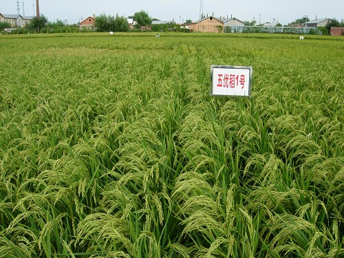 五常 gb/t19266 稻花香2号  农科院松粳香 5kg红色礼盒 2022新米