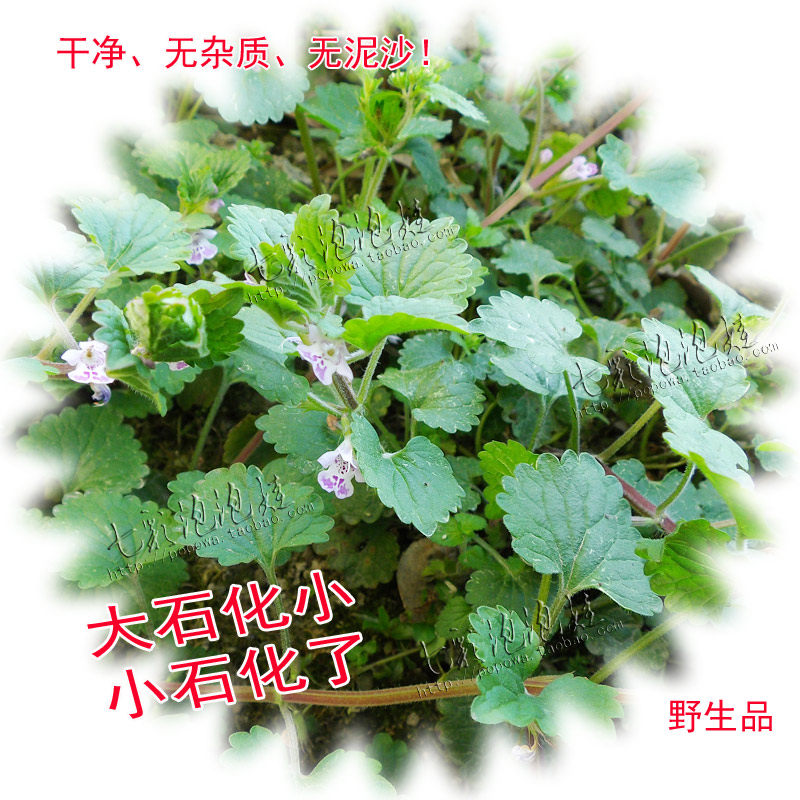 野生薄荷苗 新人首单立减十元 21年9月 淘宝海外