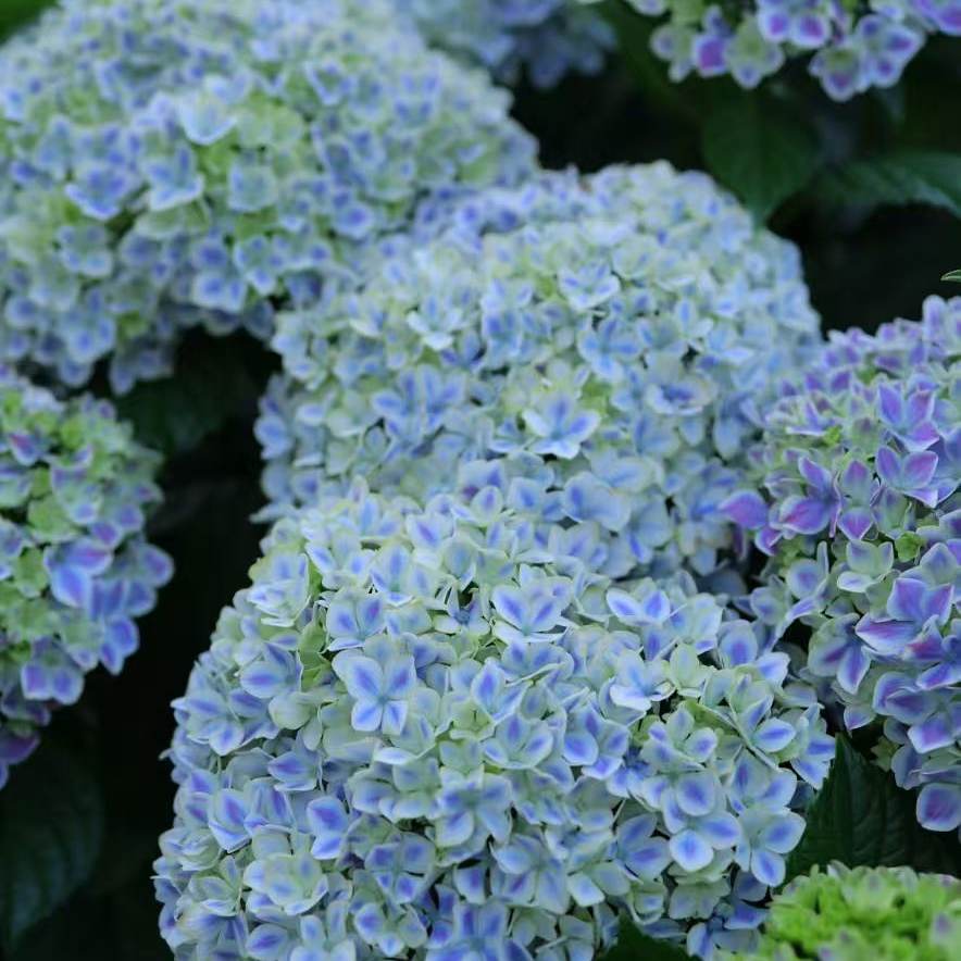 原野先生花园（2加仑 薄荷拇指）养护大花绣球,淘宝优惠券,粉丝福利购,淘宝优惠卷