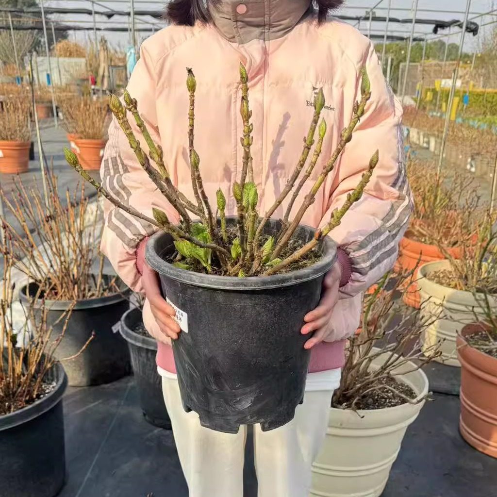 原野先生花园（4/7加仑  魔幻海洋）阳台庭院盆栽地栽绣球植物,淘宝优惠券,粉丝福利购,淘宝优惠卷