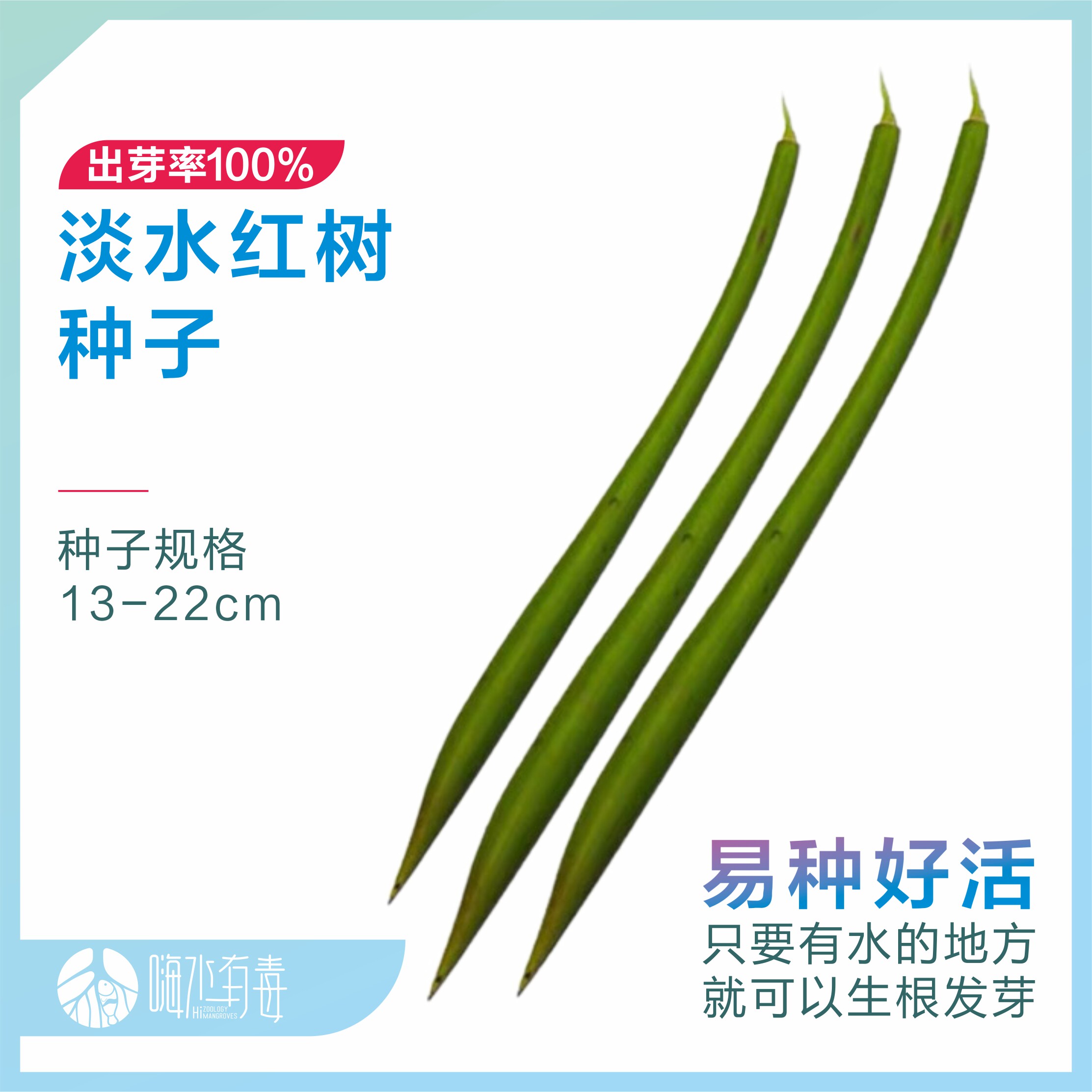 淡水红树 红树苗 水陆缸 雨林缸 草缸 水草 造景 原生缸 嗨水有毒 - 图0