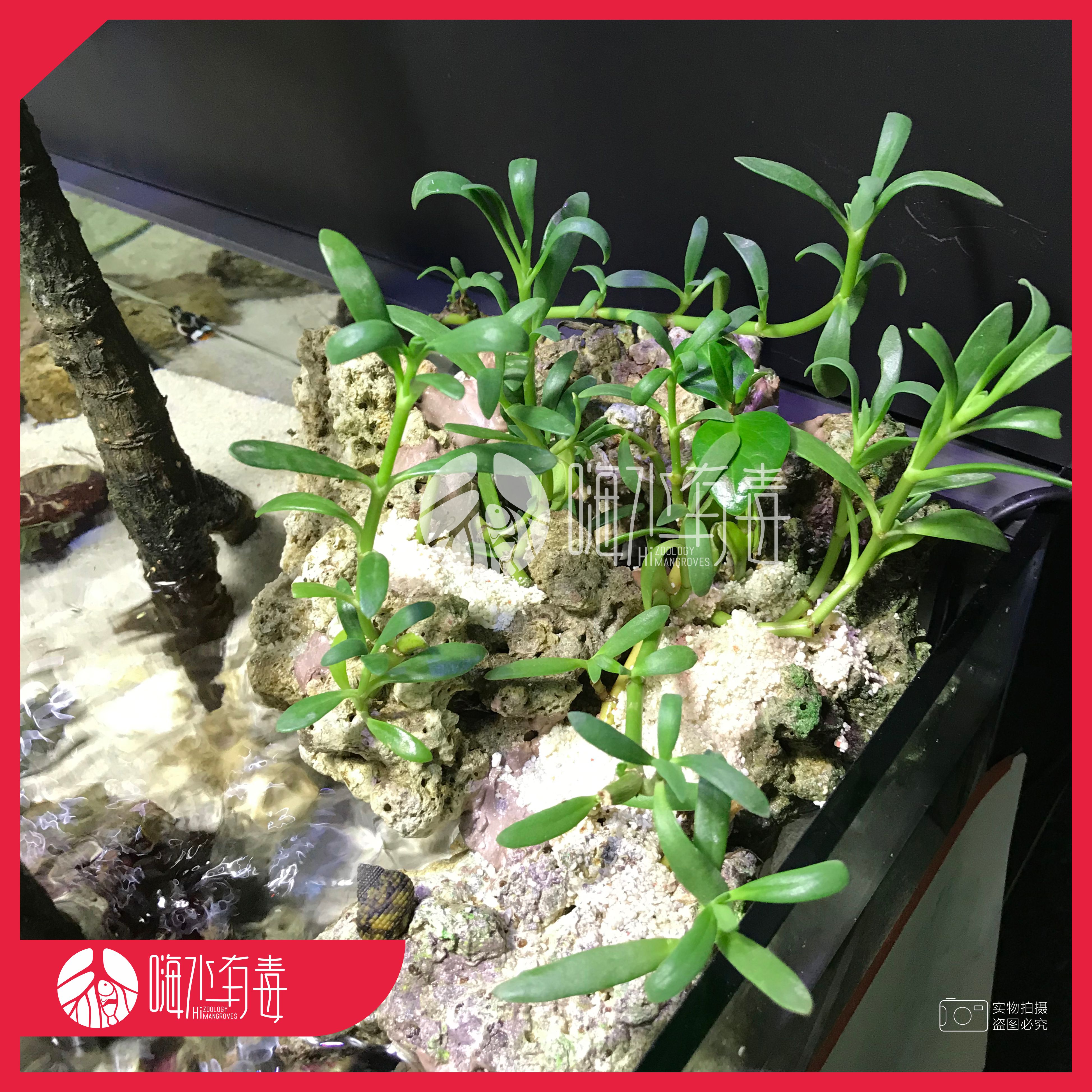 海马齿红树植物红树苗海水植物海缸造景水陆植物潮汐缸-图0