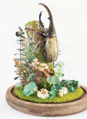 昆虫标本微景观玻璃罩摆件