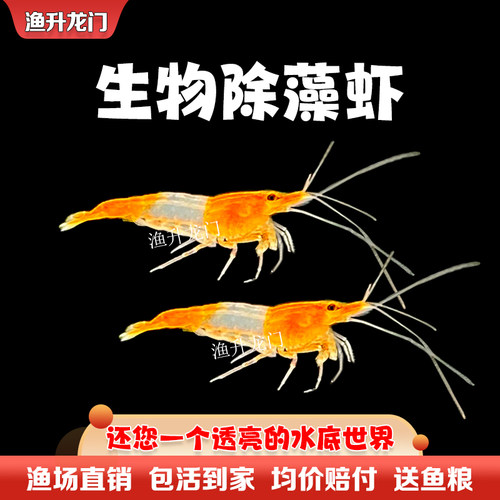 观赏虾活体除藻虾鲜活淡水热带米虾水晶虾极火蓝宝石工具虾苗包邮 - 图2