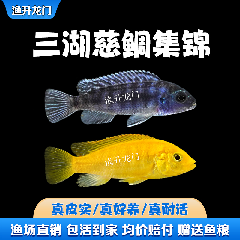 三湖慈鲷马鲷活体耐活岩栖热带鱼非洲王子像海水鱼小型淡水观赏鱼-图1