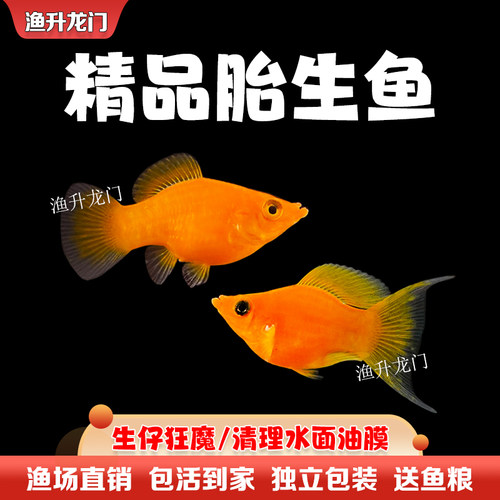 胎生鱼活体玛丽鱼淡水观赏鱼清道夫繁殖孕母孔雀玛丽球小型热带鱼 - 图1