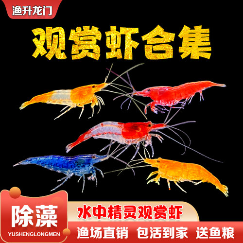 观赏虾活体除藻虾鲜活淡水热带米虾水晶虾极火蓝宝石工具虾苗包邮 - 图0