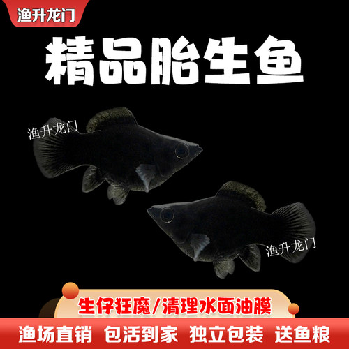 胎生鱼活体玛丽鱼淡水观赏鱼清道夫繁殖孕母孔雀玛丽球小型热带鱼 - 图3