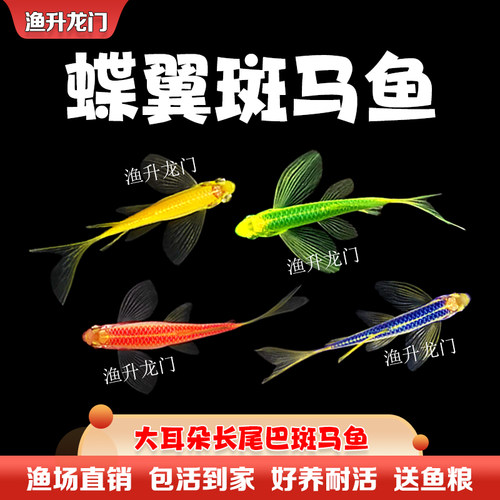 斑马鱼活体红蓝蝶翼好养金鱼冷水大号七彩荧光淡水小型热带观赏鱼 - 图2