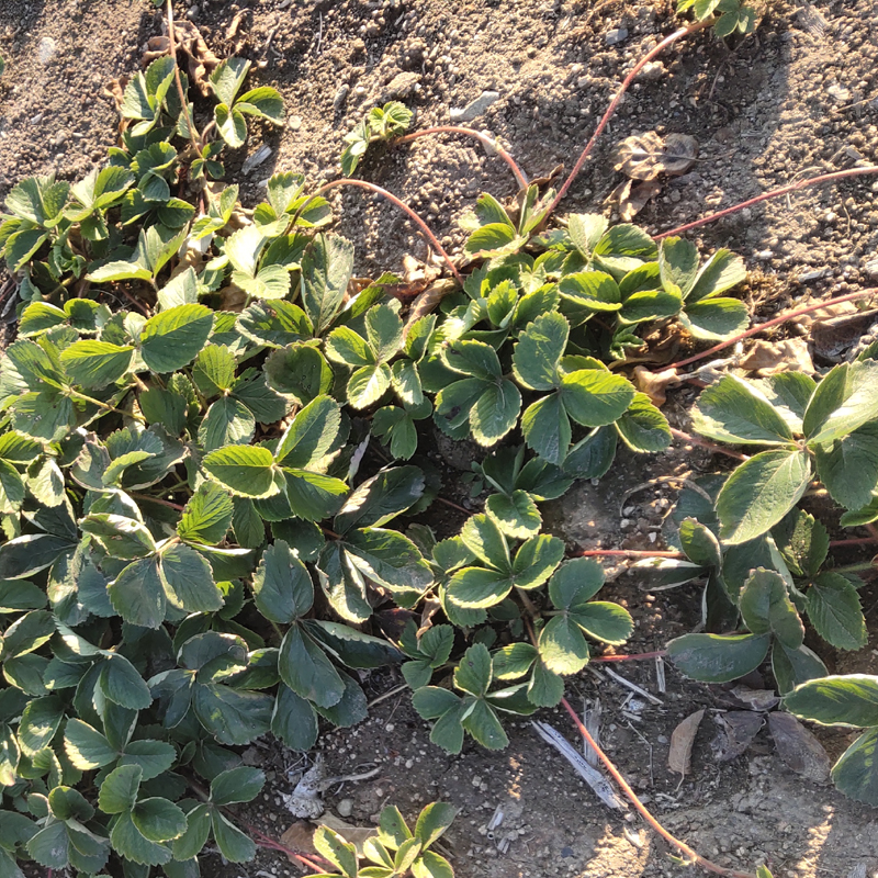 南东北方黑龙江抗寒四季草莓苗大果苗大地庭院阳台种植小盆栽绿植 - 图3