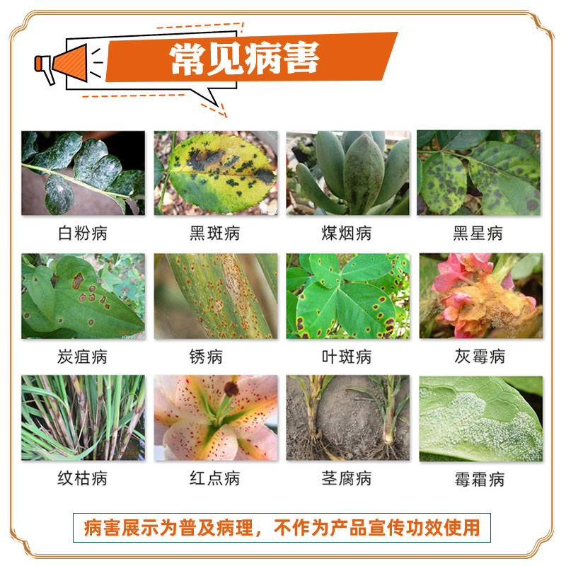 国光多菌灵叶斑病月季黑斑病瓜果蔬菜白粉病杀菌剂灭菌灵多菌菌灵 - 图2