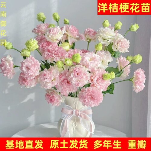 重瓣洋桔梗花苗原土发货阳台庭院室外室内绿植云南产地发货易成活 - 图0
