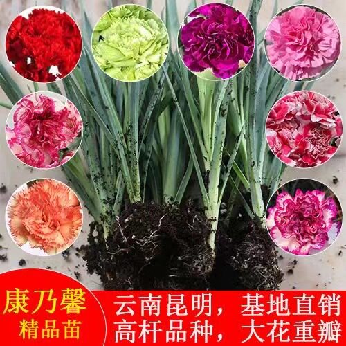 康乃馨花苗原土发货过冬花草耐寒宿舍多色懒人养花好养活花卉 - 图0