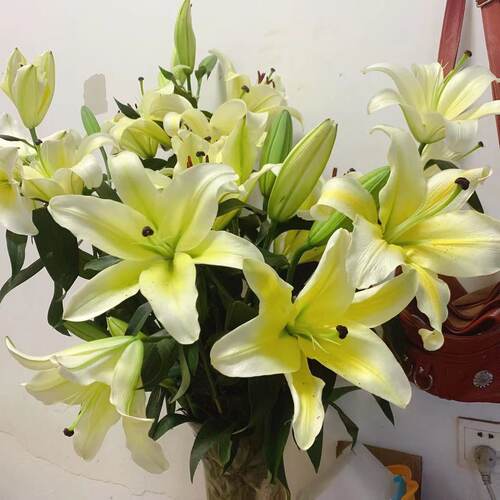 【精美单品品质优先】年花云南昆明卡瓦娜百合鲜花速递基地直发 - 图2