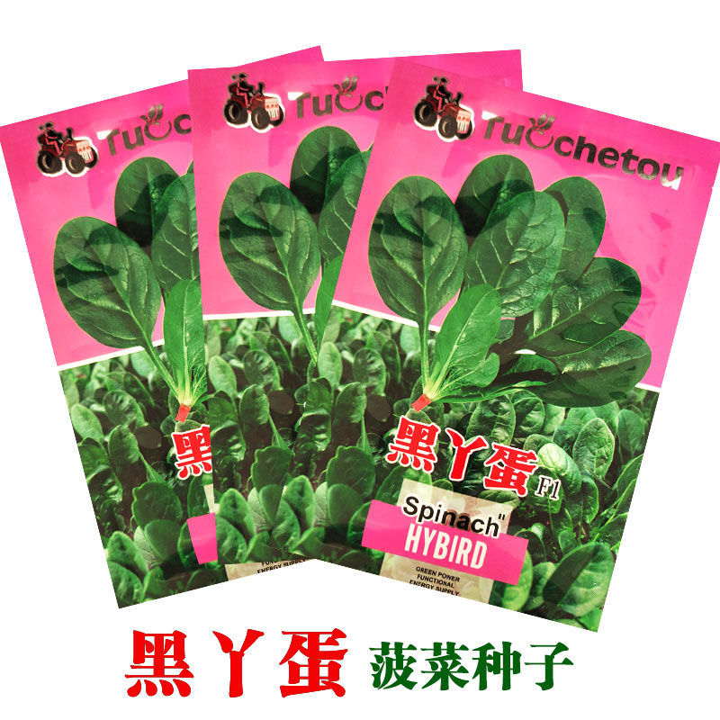 黑丫蛋菠菜种子红根大叶肉厚菠菜种籽四季蔬菜耐寒速生菠菜籽种孑-图1