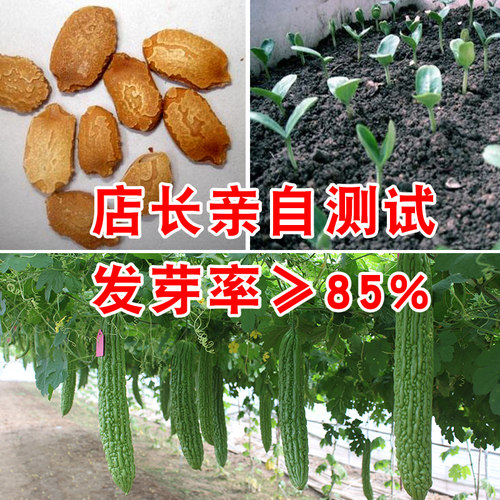 春季苦瓜种子长绿苦瓜油绿苦瓜种籽种易种蔬菜种子家庭阳台盆栽种 - 图1