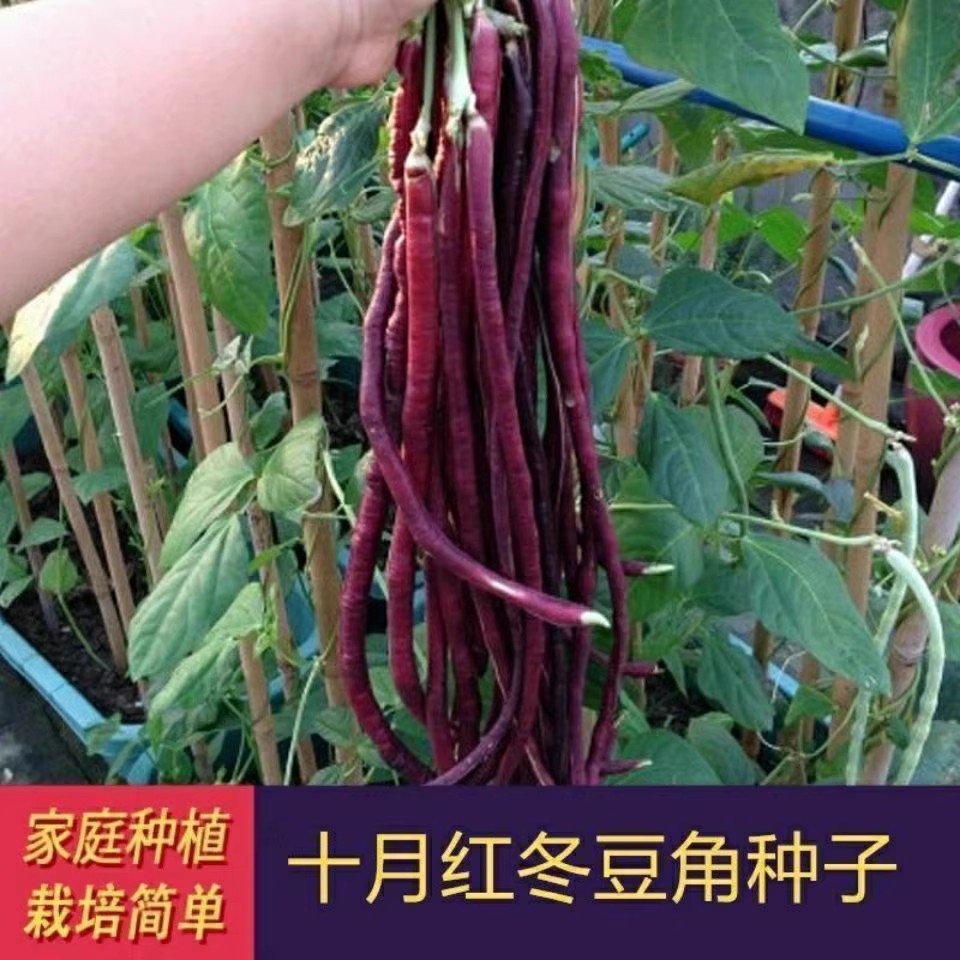 十月红冬豆角种子紫色长豆角高产豇豆春秋红庭院大棚秋冬蔬菜种籽