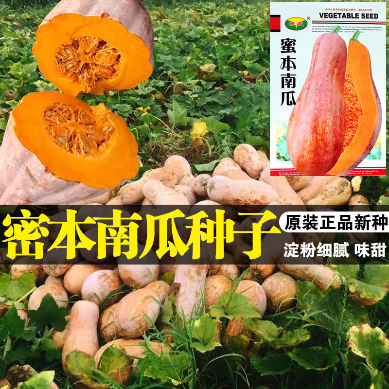 早栗蜜本南瓜种子超甜粉面蜜本甜南瓜早熟高产耐贮运四季蔬菜种籽,淘宝优惠券,粉丝福利购,淘宝优惠卷