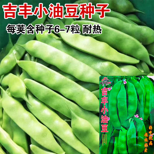 九月青种子东北油豆角新品种将军豆红绿小油豆芸豆蔬菜籽无筋豆 - 图2