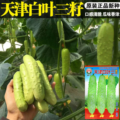 旱黄瓜种子白色水果黄瓜白丰老品种黄瓜种子高产优质皮薄肉厚早熟 - 图1