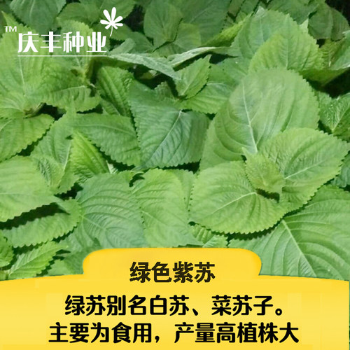 绿苏种子 苏子 苏叶 适合生鱼片 煎黄瓜煮粥 能食用药用 蔬菜种子 - 图2