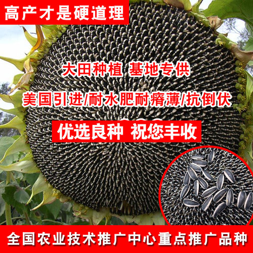 高杆向日葵种子 蔬菜种子 美国食葵种子 太阳花 阳台家庭小院种植 - 图1