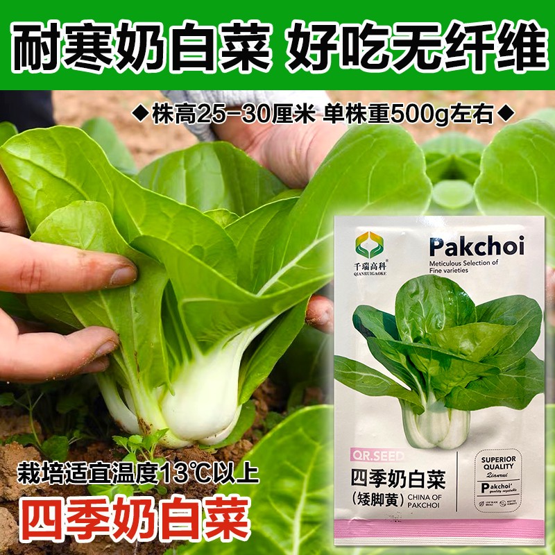 奶白菜种子小白菜青菜黑油菜春季四季蔬菜种籽秋矮脚秋播种孑冬季 - 图0