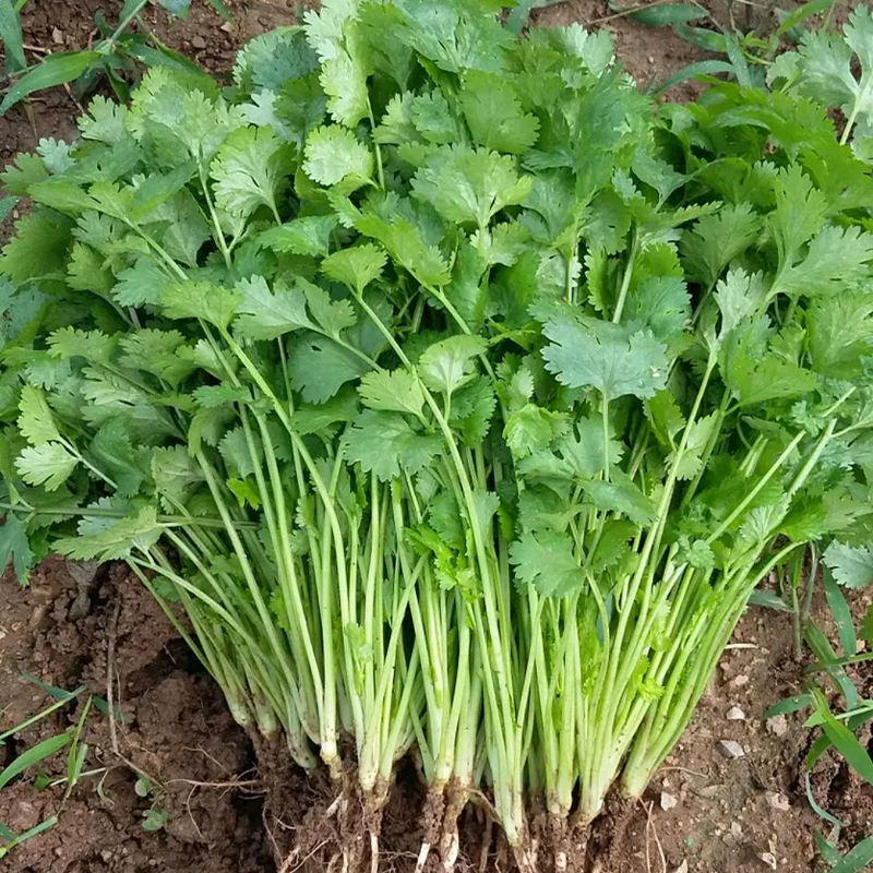 四季大叶速生香菜种子苗芫荽阳台种菜食用蔬菜盆栽种籽孑菜籽籽种 - 图0