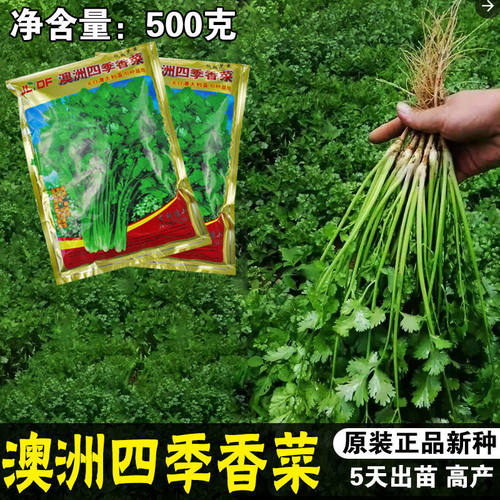 高产抗抽薹香菜种子春季播大叶香菜籽芫荽籽超抗热速生大面积种植 - 图0
