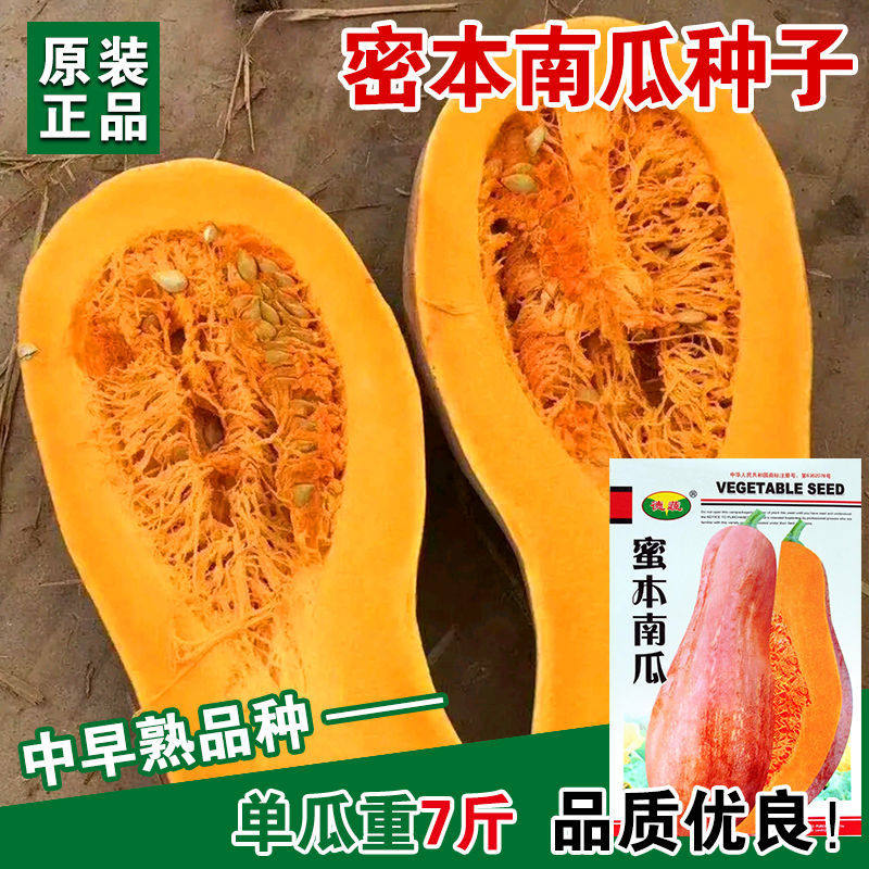 早栗蜜本南瓜种子超甜粉面蜜本甜南瓜早熟高产耐贮运四季蔬菜种籽,淘宝优惠券,粉丝福利购,淘宝优惠卷