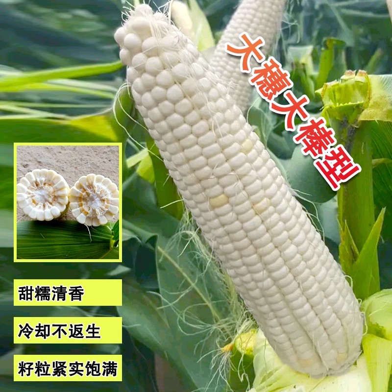 白甜糯玉米种子高产四季播白糯玉米非转国审农家超甜加糯玉米种子
