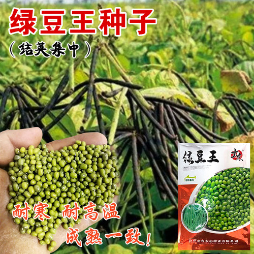 大志绿豆王种子绿豆红豆红小豆种籽大田基地高产抗病强春夏耐高温 - 图0