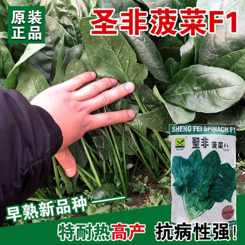 耐热杂交菠菜种子基地用夏秋季大叶菠菜高产墨绿耐寒菠菜籽蔬菜孑 - 图2