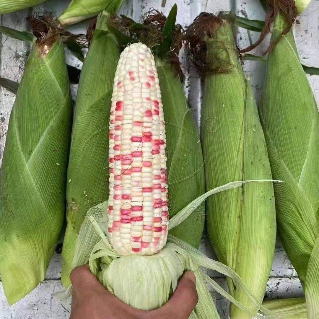 天贵糯932彩甜糯玉米种子春季大棒彩甜糯玉米种子籽鲜食玉米种子,淘宝优惠券,粉丝福利购,淘宝优惠卷