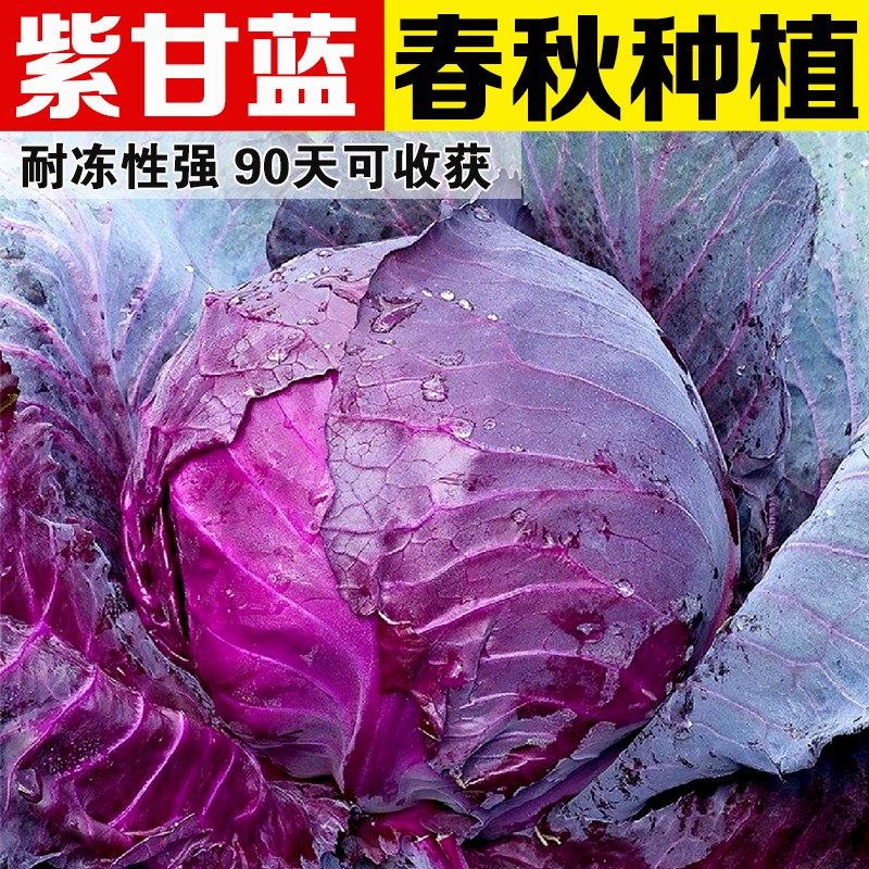 紫甘蓝1号种子包菜种籽紫红色圆球形甘兰洋白菜种籽卷心菜籽种籽,淘宝优惠券,粉丝福利购,淘宝优惠卷