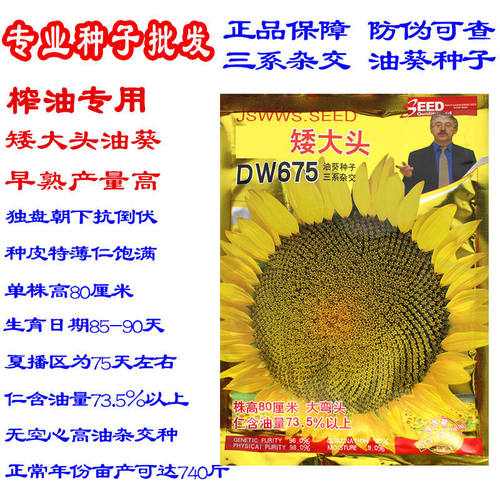 超级矮大头DW675种子食葵向日葵种籽大田高80高油榨油葵花籽种孑 - 图2