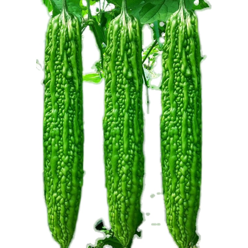 长绿苦瓜种子高产疙瘩绿苦瓜四季抗病特大苦瓜种籽耐热抗低温蔬菜,淘宝优惠券,粉丝福利购,淘宝优惠卷