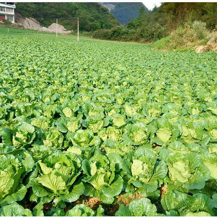 烈日金刚 夏播大白菜种子耐热43度 大田夏季早熟抗病高产越夏种植 - 图2