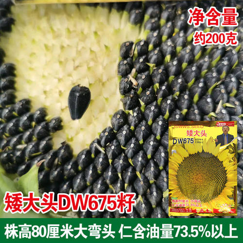超级矮大头DW675种子食葵向日葵种籽大田高80高油榨油葵花籽种孑 - 图1