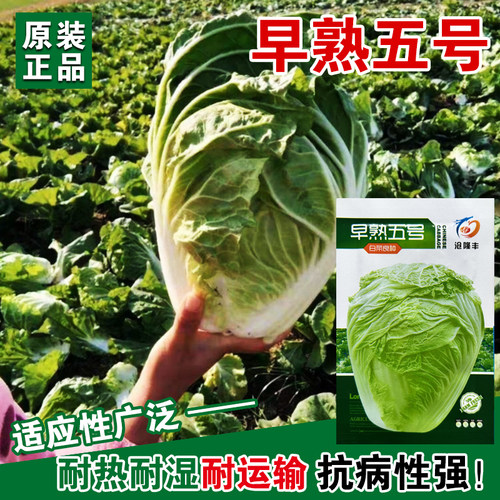 早熟5号大白菜种子秋季包头大白菜包心菜种籽孑蔬菜高产秋播耐寒 - 图2