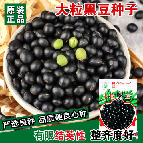 大志黑豆种子黑豆籽黑皮绿豆种籽早熟大田基地高产抗病强省时省工 - 图0