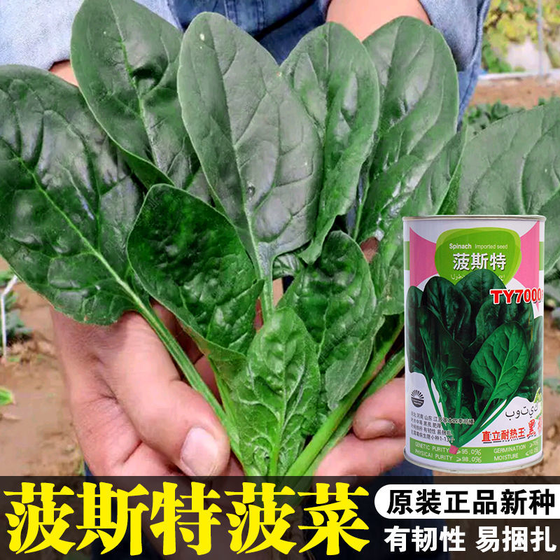 菠斯特TY7000四季肉菠菜种子 耐寒耐热耐抽薹 叶大肥厚 四季种植 - 图1