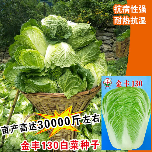 金丰130天山东大白菜种孑无筋包心菜籽晚熟菜种籽孑高产四季蔬菜 - 图2