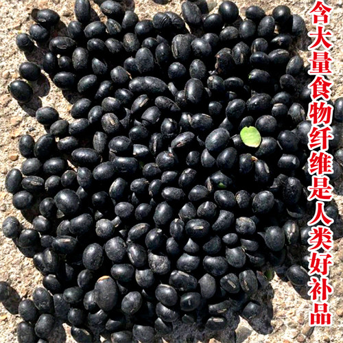 大志黑豆种子黑豆籽黑皮绿豆种籽早熟大田基地高产抗病强省时省工 - 图1