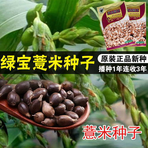 绿宝薏米种子 六谷子食品种抗旱甜苦荞麦种子 春夏播薏米种子 - 图1
