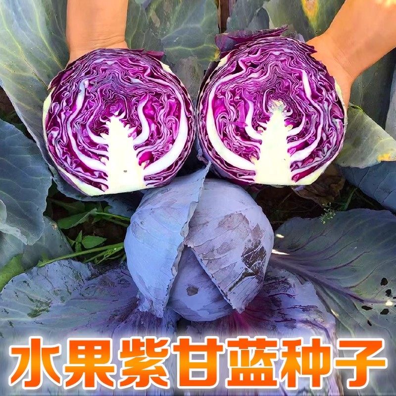 紫甘蓝1号种子包菜种籽紫红色圆球形甘兰洋白菜种籽卷心菜籽种籽,淘宝优惠券,粉丝福利购,淘宝优惠卷