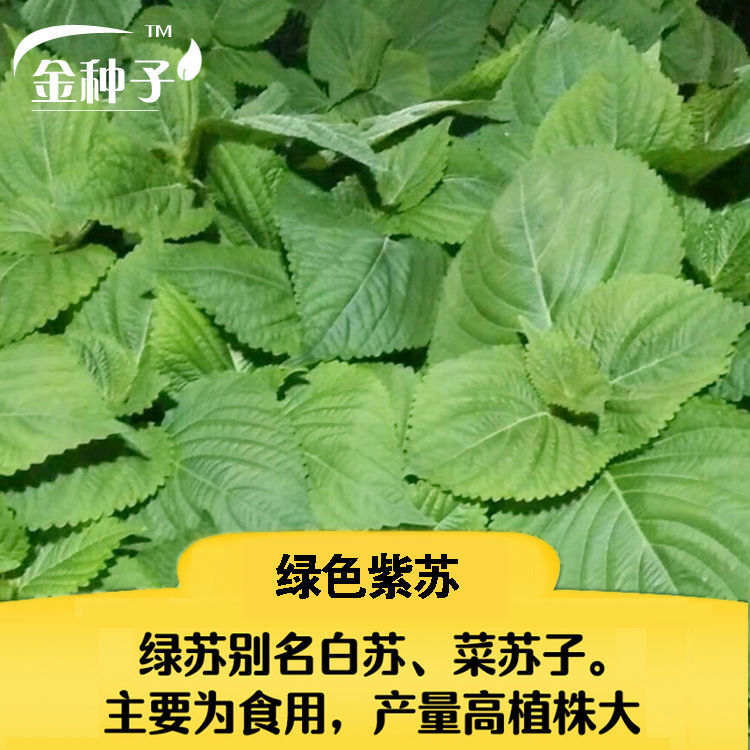 双色苏子种子大叶紫苏阳台盆栽蔬菜食用四季籽植物秋冬季种植籽