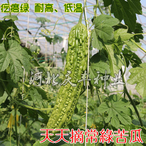 春季苦瓜种子长绿苦瓜油绿苦瓜种籽种易种蔬菜种子家庭阳台盆栽种 - 图0