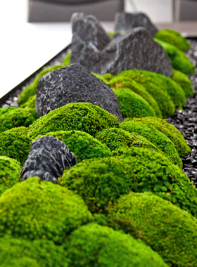 会议桌长形微景观造景摆件办公室中间装饰摆花绿植玄关苔藓摆设