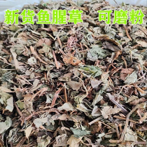 Guangxi Wild Houti Houta Folding Ear Root Grass Chinese Herbal Medicine Chinese Herbal Medicine Houti Dried New Stock A Free Grinding Powder